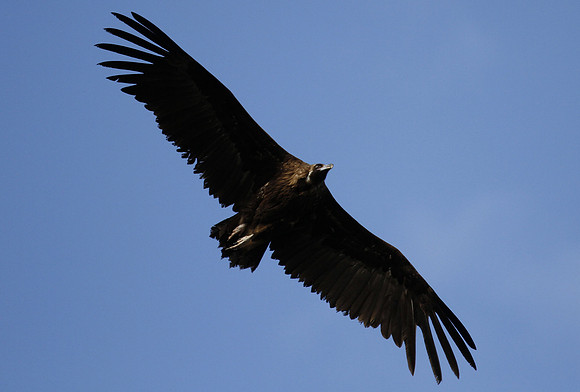 Black vulture, Pena Falcon, Monfrague, Extremadura, Spain - April 2012