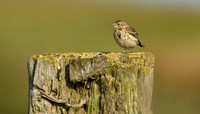 Meadow pipit, Flamborough - June 2025