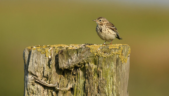 Meadow pipit, Flamborough - June 2025