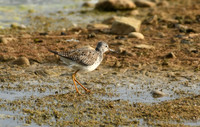 Lesser yellowlegs, Filey Dams - May 2025