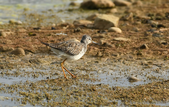 Lesser yellowlegs, Filey Dams - May 2025