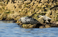 Grey seal, Farne Islands, Northumberland - July 2025