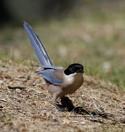 Azure-winged magpie, Mirador La Malavuelta, Monfrague, Extremadura, Spain - April 2012