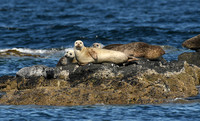Common seal, Sound of Raasay, Isle of Skye, Scotland - August 2025