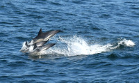 Common dolphin, The Minch, Isle of Skye to North Uist ferry, Scotland - August 2025