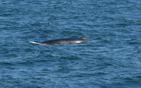 Minke whale, The Minch, Isle of Skye to North Uist ferry, Scotland - August 2025
