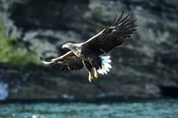 White-tailed sea eagle, Portree, Isle of Skye, Scotland - August 2025