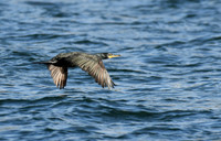 Shag, Sound of Raasay, Isle of Skye, Scotland - August 2025
