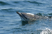Common dolphin, Sound of Raasay, Isle of Skye, Scotland - August 2025
