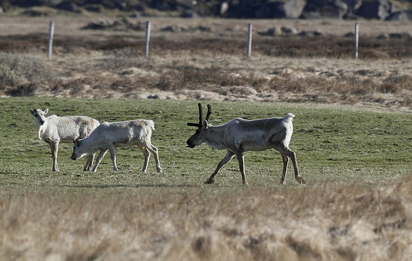 Reindeer, Lagarfljot Valley, Iceland - May 2013