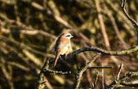 Brown shrike, Hunmanby Gap - September 2025