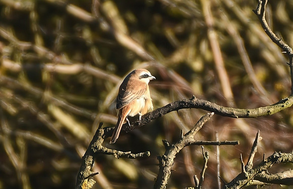 Brown shrike, Hunmanby Gap - September 2025