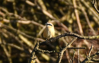 Brown shrike, Hunmanby Gap - September 2025