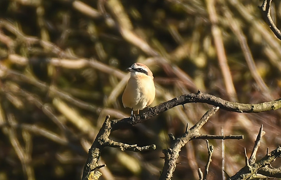 Brown shrike, Hunmanby Gap - September 2025
