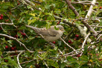 Barred warbler, Bempton RSPB - September 2025