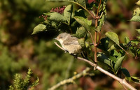 Barred warbler, Bempton RSPB - September 2025
