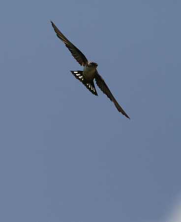 Crag martin, Picos de Europa, Spain - August 2014