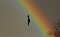 Rook, East Ayton - December 2025