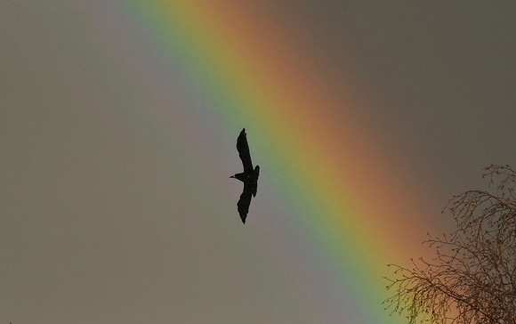 Rook, East Ayton - December 2025