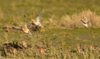 Twite, Seaton Snook, County Durham - January 2026