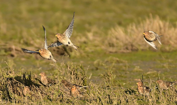 Twite, Seaton Snook, County Durham - January 2026