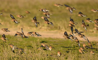 Twite, Seaton Snook, County Durham - January 2026