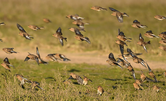Twite, Seaton Snook, County Durham - January 2026