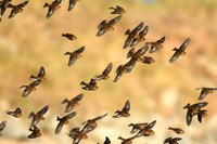 Twite, Seaton Snook, County Durham - January 2026