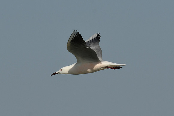 Slender-billed gull, San Pedro del Pinatar, Spain - May 2024