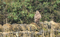 Common buzzard, Ruston - January 2026