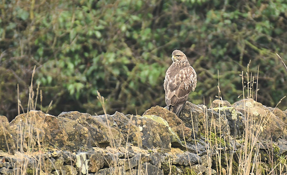 Common buzzard, Ruston - January 2026