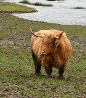 Highland cow, Harwood Dale Lake - February 2026