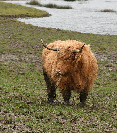 Highland cow, Harwood Dale Lake - February 2026
