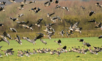 Tundra bean, Russian white-fronted & pink-footed geese, Low Marishes - February 2026
