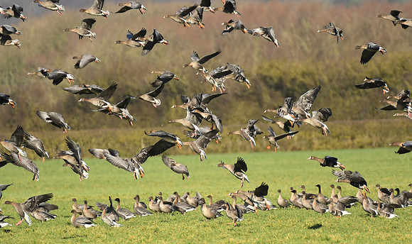 Tundra bean, Russian white-fronted & pink-footed geese, Low Marishes - February 2026
