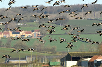 Russian white-fronted & pink-footed geese, Low Marishes - February 2026
