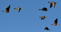 Russian white-fronted, pink-footed & barnacle geese, Low Marishes - February 2026