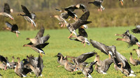 Tundra bean, Russian white-fronted & pink-footed geese, Low Marishes - February 2026