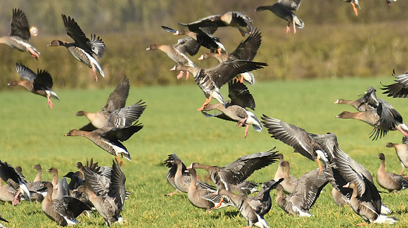 Tundra bean, Russian white-fronted & pink-footed geese, Low Marishes - February 2026