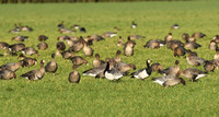 Russian white-fronted, pink-footed & barnacle geese, Low Marishes - February 2026