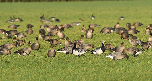 Russian white-fronted, pink-footed & barnacle geese, Low Marishes - February 2026