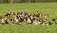 Russian white-fronted & pink-footed geese, Low Marishes - February 2026