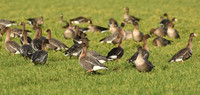 Russian white-fronted & pink-footed geese, Low Marishes - February 2026