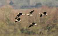 Russian white-fronted & pink-footed geese, Low Marishes - February 202