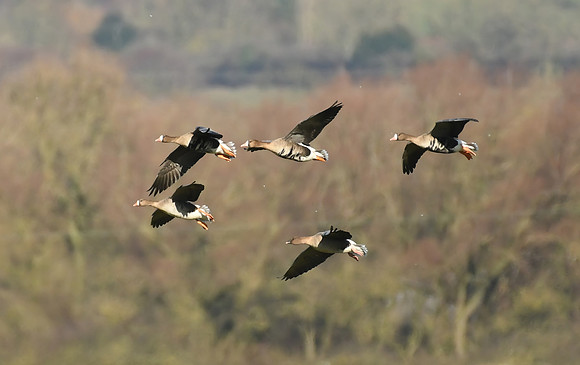 Russian white-fronted & pink-footed geese, Low Marishes - February 202