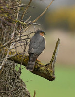Sparrowhawk, Wykeham - February 2026