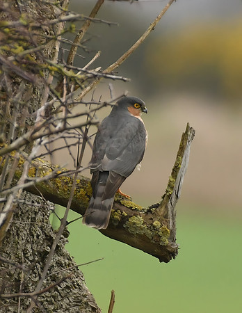 Sparrowhawk, Wykeham - February 2026