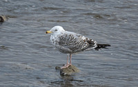 Herring gull, Scalby Mills - February 2026