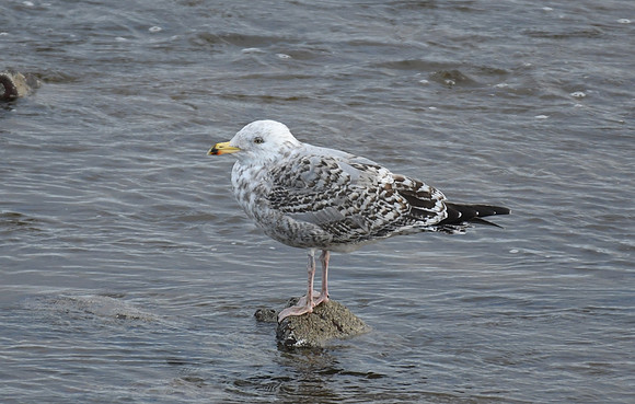 Herring gull, Scalby Mills - February 2026