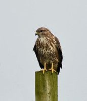 Common buzzard, Yedingham - February 2026